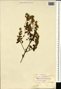 Cistus salviifolius L., Caucasus, Georgia (K4) (Georgia)