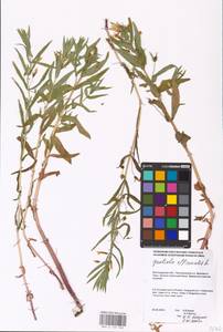 MHA 0 159 728, Gratiola officinalis L., Eastern Europe, Lower Volga region (E9) (Russia)