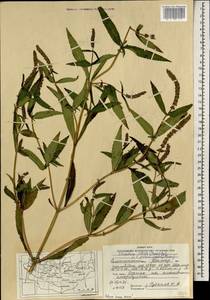 Elsholtzia ciliata (Thunb.) Hyl., Mongolia (MONG) (Mongolia)