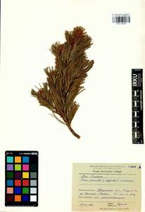 Pinus pumila (Parl.) Regel, Siberia, Baikal & Transbaikal region (S4) (Russia)