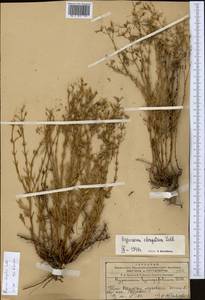 Hypericum elongatum, Middle Asia, Western Tian Shan & Karatau (M3) (Kazakhstan)