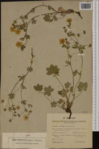 Potentilla thuringiaca Bernh. ex Link, Western Europe (EUR) (Switzerland)