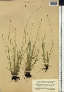 Carex lapponica O.Lang, Siberia, Yakutia (S5) (Russia)