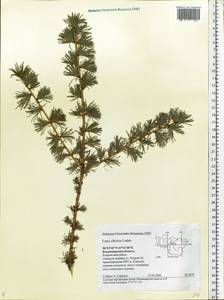 Larix sibirica Ledeb., Eastern Europe, Central region (E4) (Russia)