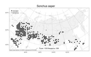 Sonchus asper (L.) Hill, Atlas of the Russian Flora (FLORUS) (Russia)