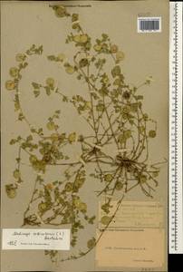 Medicago orbicularis (L.) Bartal., Caucasus, Dagestan (K2) (Russia)