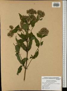 Eupatorium cannabinum L., Eastern Europe, Central region (E4) (Russia)