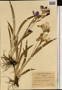 Iris aphylla L., Eastern Europe, Central forest-and-steppe region (E6) (Russia)