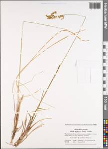 Anthoxanthum nitens (Weber) Y.Schouten & Veldkamp, Eastern Europe, Northern region (E1) (Russia)