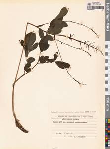 Corydalis paeoniifolia (Steph.) Pers., Siberia, Yakutia (S5) (Russia)