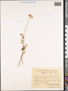 Pachypleurum mutellinoides (Crantz) Holub, Siberia, Yakutia (S5) (Russia)