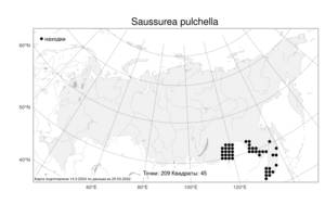 Saussurea pulchella (Fisch.) Fisch. ex Colla, Atlas of the Russian Flora (FLORUS) (Russia)