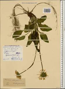 Doronicum oblongifolium A. DC., Caucasus, North Ossetia, Ingushetia & Chechnya (K1c) (Russia)