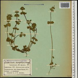 Lamium amplexicaule L., Caucasus, Armenia (K5) (Armenia)