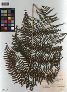 Athyrium filix-femina, Siberia, Altai & Sayany Mountains (S2) (Russia)