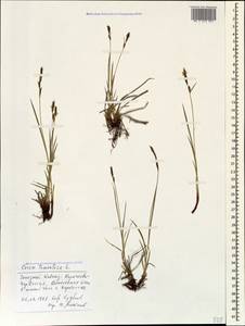 Carex tomentosa L., Caucasus, Stavropol Krai, Karachay-Cherkessia & Kabardino-Balkaria (K1b) (Russia)