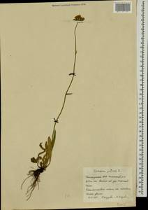 Pilosella caespitosa subsp. caespitosa, Eastern Europe, Eastern region (E10) (Russia)