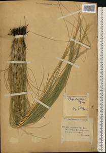 Stipa dasyphylla (Lindem.) Czern. ex Trautv., Eastern Europe, Lower Volga region (E9) (Russia)