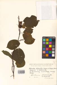 Actinidia kolomikta (Maxim. & Rupr.) Maxim., Siberia, Russian Far East (S6) (Russia)