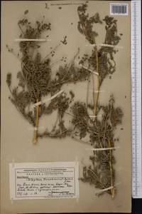Calophaca tianschanica (B.Fedtsch.)Boriss., Middle Asia, Western Tian Shan & Karatau (M3) (Kazakhstan)
