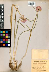 Allium schoenoprasum L., Siberia, Baikal & Transbaikal region (S4) (Russia)