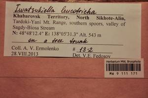 MW 9 111 171, Iwatsukiella leucotricha (Mitt.) W.R. Buck & H.A. Crum, Bryophytes, Bryophytes - Russian Far East (excl. Chukotka & Kamchatka) (B20) (Russia)