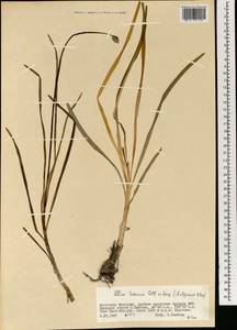 Allium tuberosum Rottler ex Spreng., Mongolia (MONG) (Mongolia)