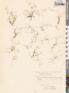 Ranunculus reptans L., Siberia, Chukotka & Kamchatka (S7) (Russia)