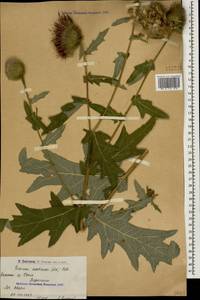 Lophiolepis ossetica subsp. ossetica, Caucasus, Armenia (K5) (Armenia)