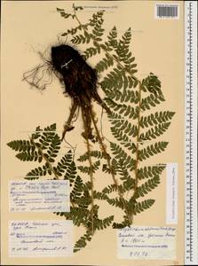 Polystichum braunii (Spenn.) Fée, Caucasus, North Ossetia, Ingushetia & Chechnya (K1c) (Russia)