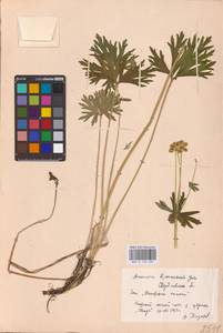 Anemonastrum biarmiense (Juz.) Holub, Eastern Europe (no precise locality) (E0)