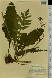 Cirsium schantarense Trautv. & C. A. Mey., Siberia, Russian Far East (S6) (Russia)