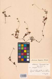 Androsace bungeana Schischk. & Bobrov, Eastern Europe, Eastern region (E10) (Russia)