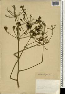 Ferulago mughlae Pesmen, South Asia, South Asia (Asia outside ex-Soviet states and Mongolia) (ASIA) (Turkey)