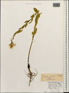Hesperis matronalis subsp. voronovii (N. Busch) P.W. Ball, Caucasus, Stavropol Krai, Karachay-Cherkessia & Kabardino-Balkaria (K1b) (Russia)