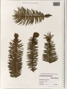 Cunninghamia lanceolata (Lamb.) Hook., South Asia, South Asia (Asia outside ex-Soviet states and Mongolia) (ASIA) (Vietnam)