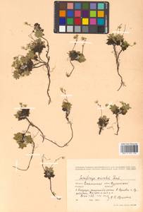 Micranthes merkii subsp. merkii, Siberia, Russian Far East (S6) (Russia)
