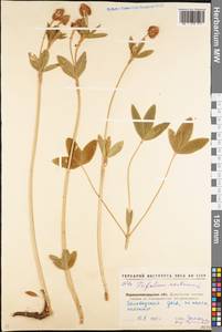 Trifolium montanum L., Eastern Europe, North Ukrainian region (E11) (Ukraine)