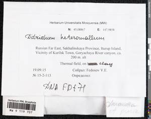 Ditrichum heteromallum (Hedw.) E. Britton, Bryophytes, Bryophytes - Russian Far East (excl. Chukotka & Kamchatka) (B20) (Russia)