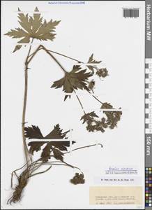Geranium platyanthum Duthie, Siberia, Baikal & Transbaikal region (S4) (Russia)