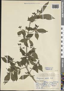 Euonymus alatus (Thunb.) Siebold, South Asia, South Asia (Asia outside ex-Soviet states and Mongolia) (ASIA) (China)