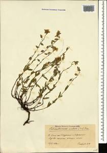 Helianthemum ovatum (Viv.) Dunal, Caucasus, Georgia (K4) (Georgia)