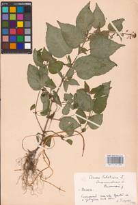 Circaea lutetiana L., Eastern Europe, West Ukrainian region (E13) (Ukraine)