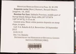 Scapania curta (Mart.) Dumort., Bryophytes, Bryophytes - Russian Far East (excl. Chukotka & Kamchatka) (B20) (Russia)