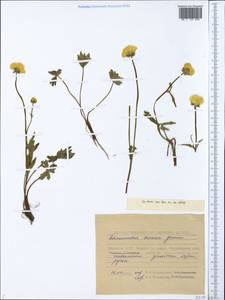 Ranunculus turneri Greene, Siberia, Yakutia (S5) (Russia)