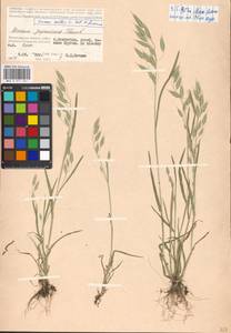 Bromus hordeaceus subsp. hordeaceus, Eastern Europe, Lower Volga region (E9) (Russia)