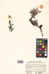 Dryas octopetala subsp. viscosa (Juz.) Hultén, Siberia, Russian Far East (S6) (Russia)