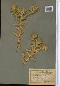 Carthamus oxyacanthus M. Bieb., Middle Asia, Pamir & Pamiro-Alai (M2)