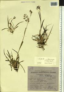 Luzula parviflora subsp. melanocarpa (Michx.) Hämet-Ahti, Siberia, Chukotka & Kamchatka (S7) (Russia)
