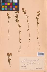 Trifolium arvense L., Eastern Europe, Central forest-and-steppe region (E6) (Russia)